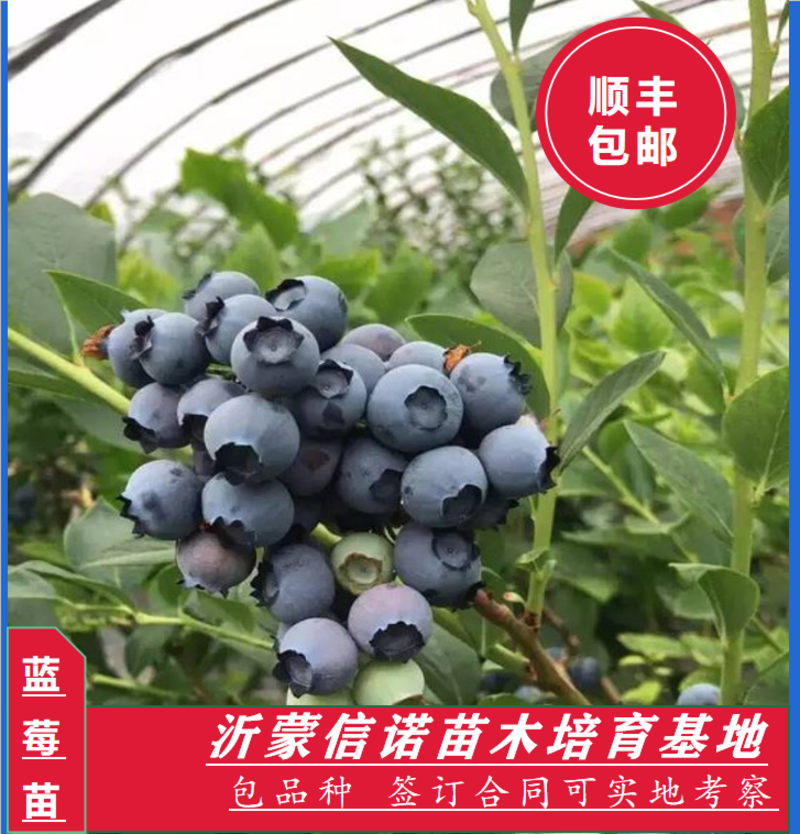 蓝莓苗常年供货基地直发包成活期待合作