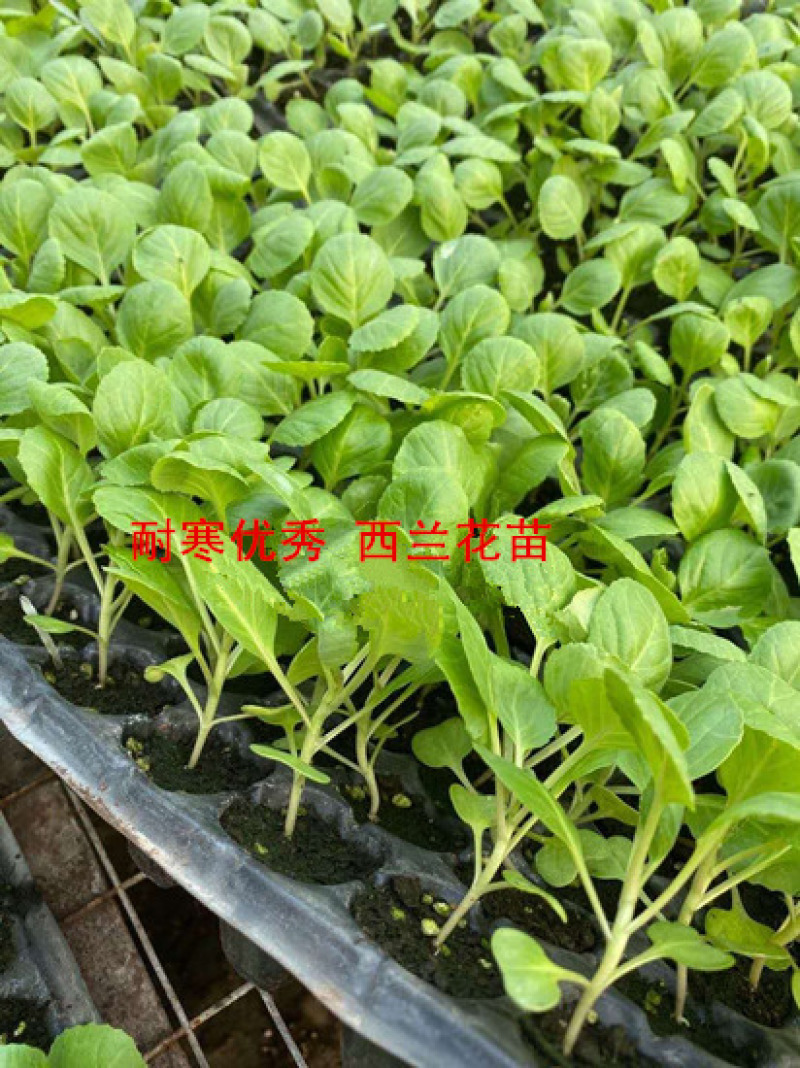 西兰花苗耐寒优秀西兰花苗山东寿光蔬菜育苗厂批发