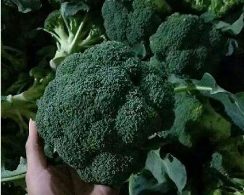 西兰花苗，80天耐寒优秀西兰花种苗，西兰花现苗出售