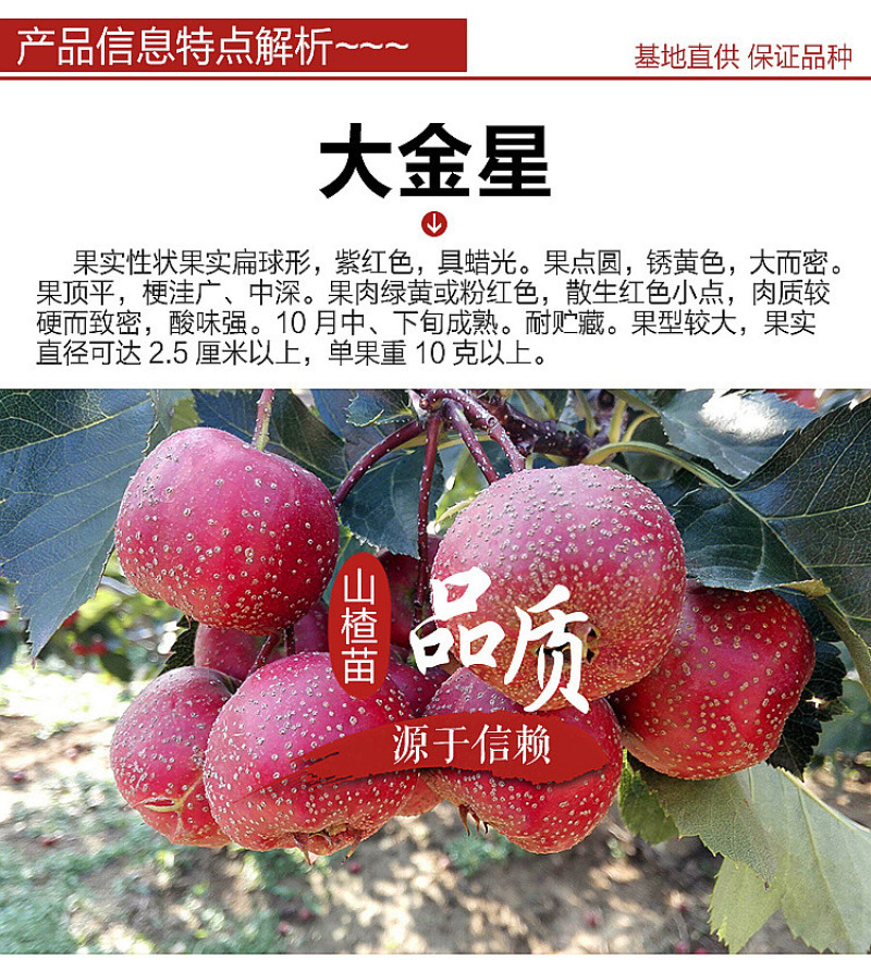 山西山楂树大金星山楂树10-20公分山楂树规格齐全产地直发