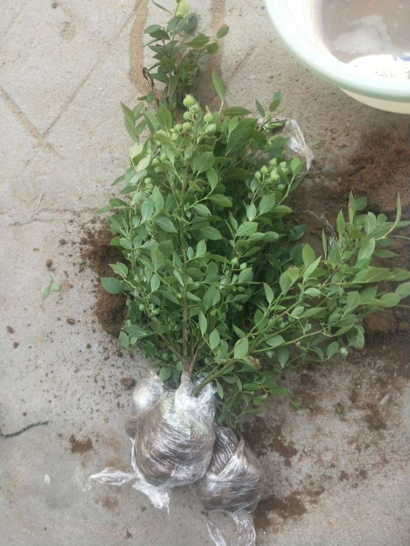 蓝莓树苗盆栽地脱毒大果蓝莓苗基地直发南方北方种植当年结果