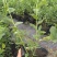 蓝莓树苗盆栽地脱毒大果蓝莓苗基地直发南方北方种植当年结果