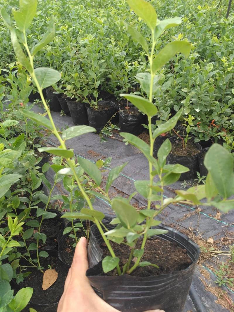 蓝莓树苗盆栽地脱毒大果蓝莓苗基地直发南方北方种植当年结果