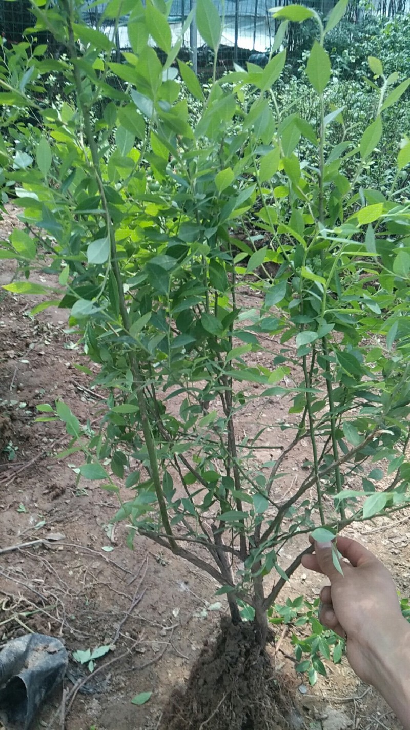 蓝莓树苗盆栽地脱毒大果蓝莓苗基地直发南方北方种植当年结果