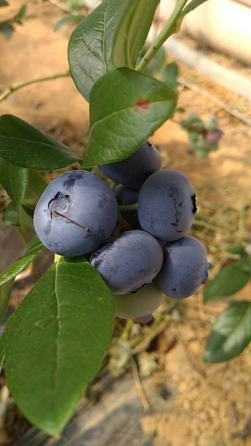 蓝莓树苗盆栽地脱毒大果蓝莓苗基地直发南方北方种植当年结果