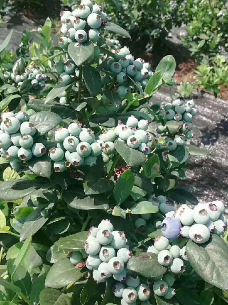 蓝莓树苗盆栽地脱毒大果蓝莓苗基地直发南方北方种植当年结果
