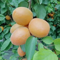 8公分杏树10公分杏树15公分杏树代土球踝根。