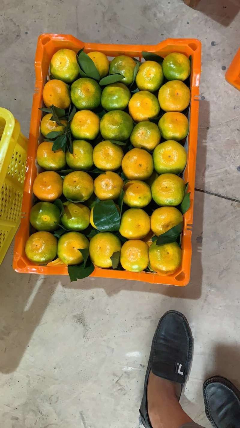 【特早蜜橘】蜜橘，柑橘已上市，量大从优皮薄肉厚入口化渣