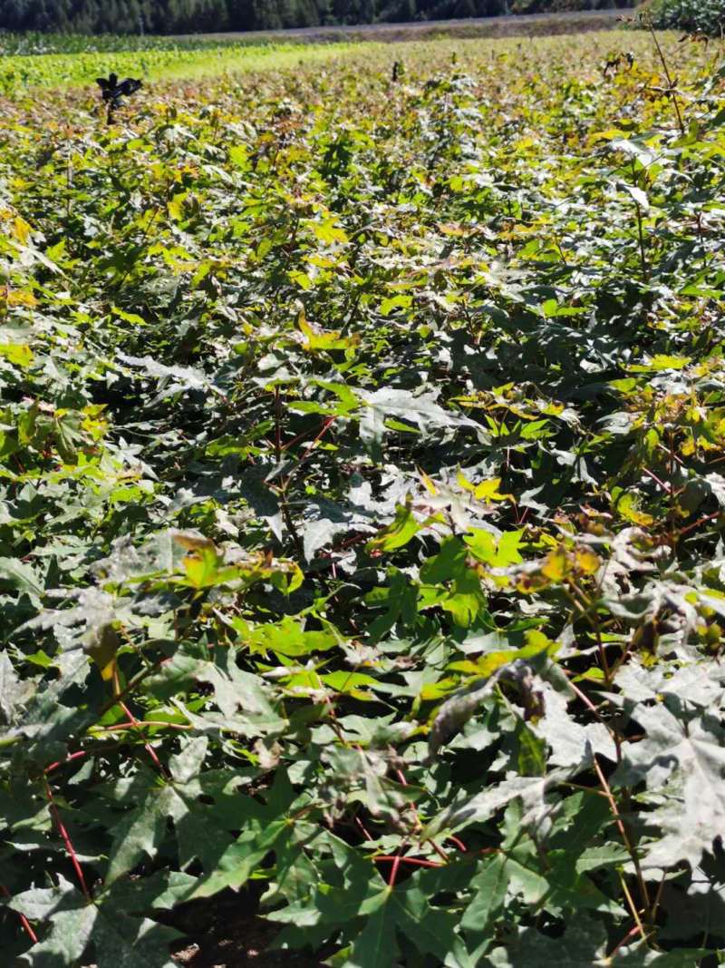 【优质】辽宁元宝枫苗大量供应质量好价格低欢迎各位老板电联