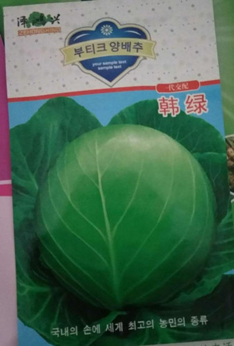 甘蓝苗包菜苗进口韩绿甘蓝苗卷心菜种苗