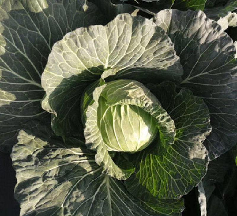 甘蓝苗包菜苗进口韩绿甘蓝苗卷心菜种苗