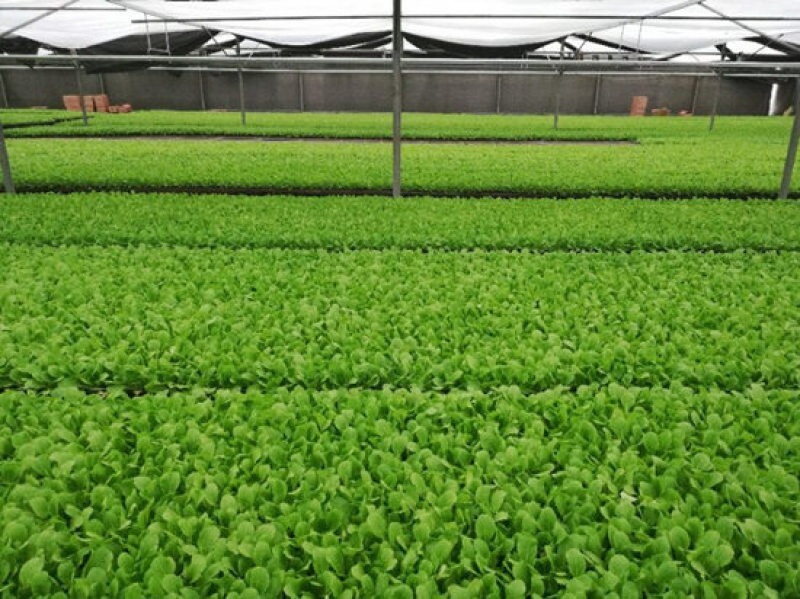 甘蓝苗包菜苗进口韩绿甘蓝苗卷心菜种苗