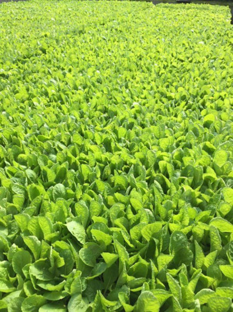 甘蓝苗包菜苗进口韩绿甘蓝苗卷心菜种苗