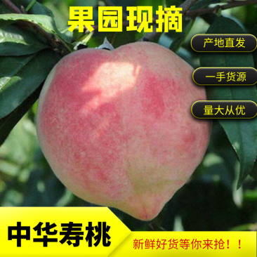 【中华寿桃】河北邢台临城，中秋晚桃糖度16以上，秋雪蜜桃