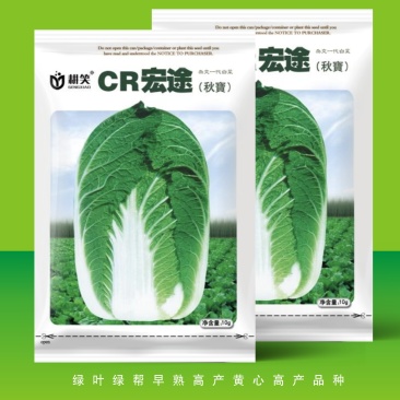 耐寒白菜\娃娃菜种子，黄心白菜\娃娃菜大田供种批发