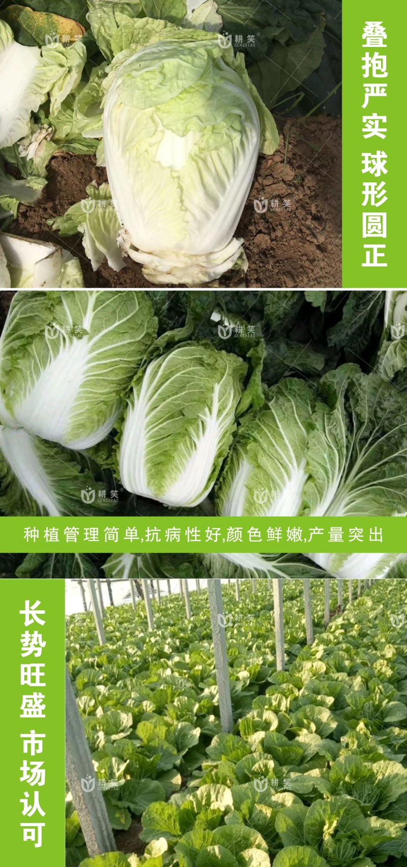 耐寒白菜\娃娃菜种子，黄心白菜\娃娃菜大田供种批发