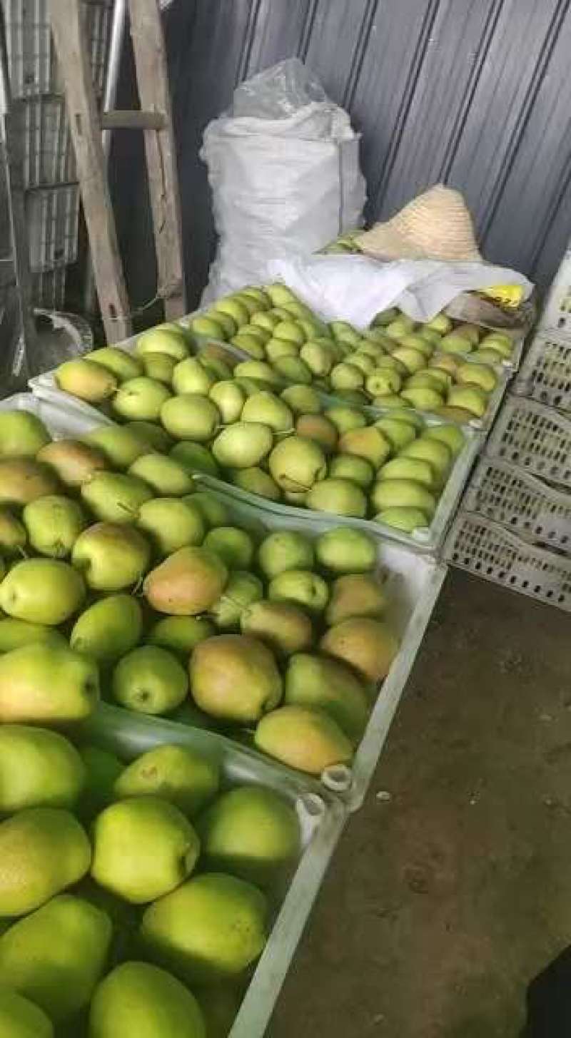 【推荐】河南红香酥梨货源充足对接商超质优价廉冷库货