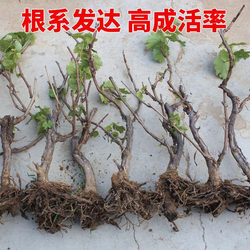 优质美人指葡萄苗基地直销嫁接苗包品种