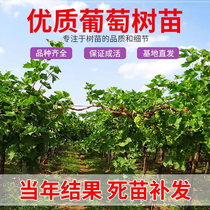优质美人指葡萄苗基地直销嫁接苗包品种