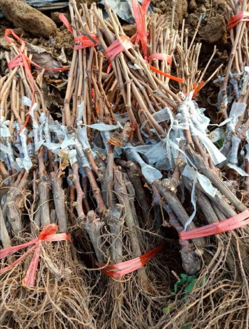 优质美人指葡萄苗基地直销嫁接苗包品种