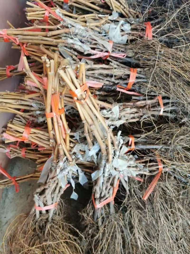 优质美人指葡萄苗基地直销嫁接苗包品种