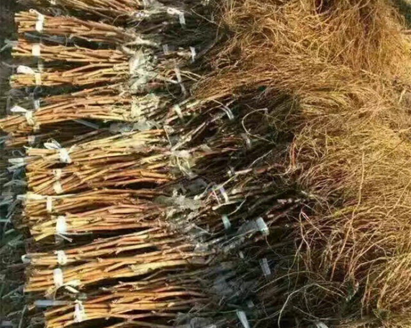 金手指葡萄苗基地直供提供技术指导根系发达量大从优