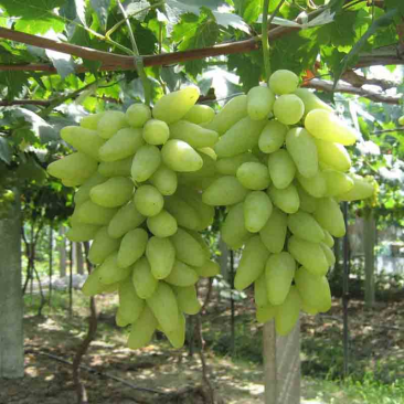 金手指葡萄苗基地直供提供技术指导根系发达量大从优