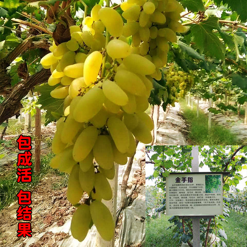 金手指葡萄苗基地直供提供技术指导根系发达量大从优