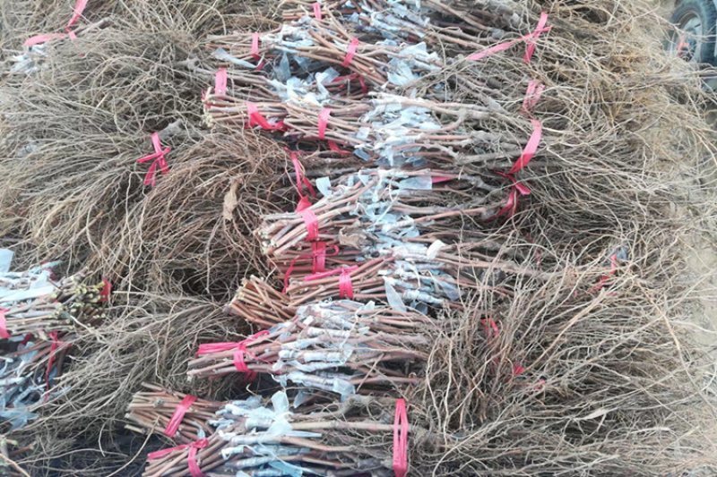 金手指葡萄苗基地直供提供技术指导根系发达量大从优