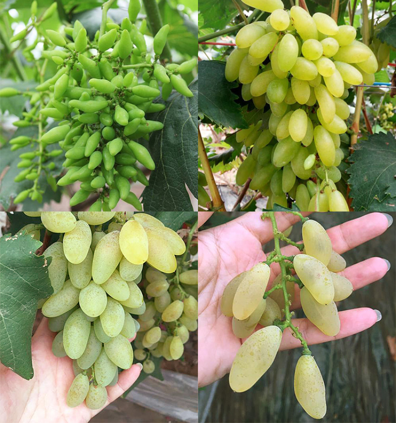 金手指葡萄苗基地直供提供技术指导根系发达量大从优