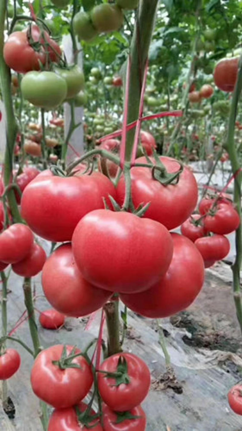 西红柿苗硬粉西红柿苗抗病毒抗死棵西红柿苗嫁接番茄苗