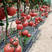 西红柿苗硬粉西红柿苗抗病毒抗死棵西红柿苗嫁接番茄苗
