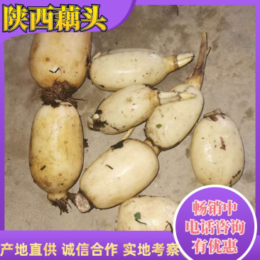 莲菜头汉中莲藕莲菜糆藕陕西大荔莲藕头黄河滩粉藕