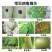 25%吡唑醚菌酯沪润杀菌广谱灰霉病纹枯病叶斑病霜霉病