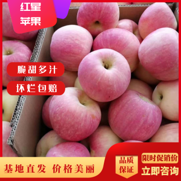 【大甩卖】苹果红星苹果基地直销价优十年老店欢迎咨询
