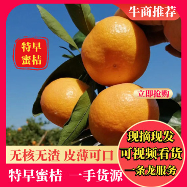 早熟蜜橘无核无渣皮薄味甜产地直供货源充足质量保证量大从优