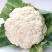 花菜苗批发,65菜花苗品种，耐寒有机菜花苗
