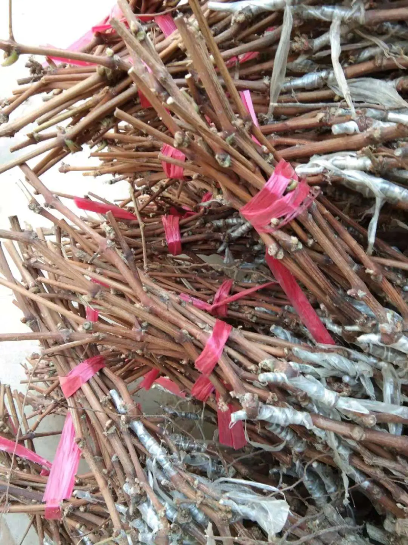 [推荐]葡萄苗大红提葡萄苗30~50cm1年价优