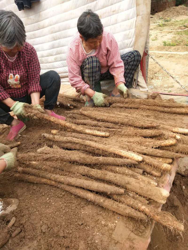 〖河北山药〗产地精选山药皮色白-条子好-有粗度现挖现发