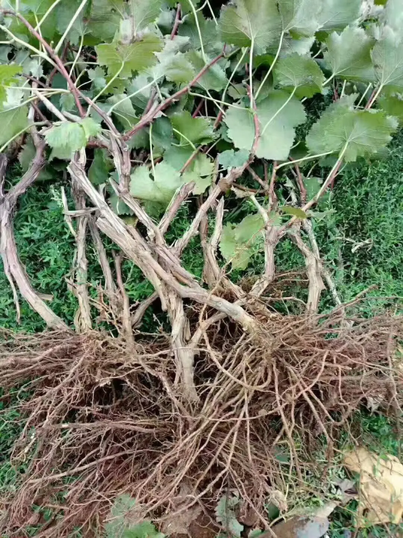 [推荐]葡萄苗大红提葡萄苗30~50cm1年价优