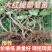 [推荐]葡萄苗大红提葡萄苗30~50cm1年价优