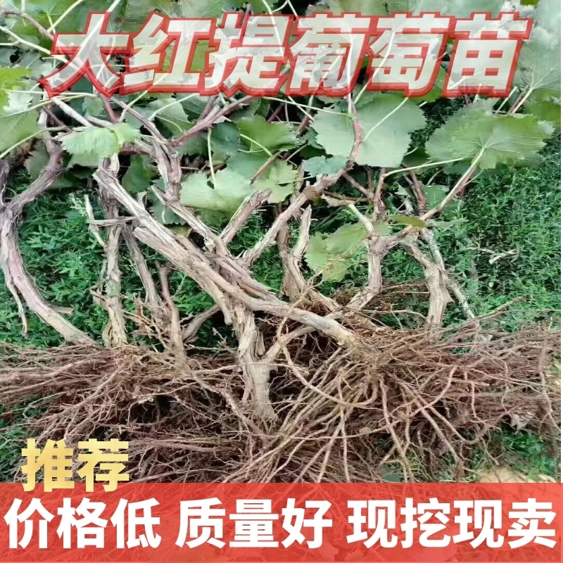 [推荐]葡萄苗大红提葡萄苗30~50cm1年价优