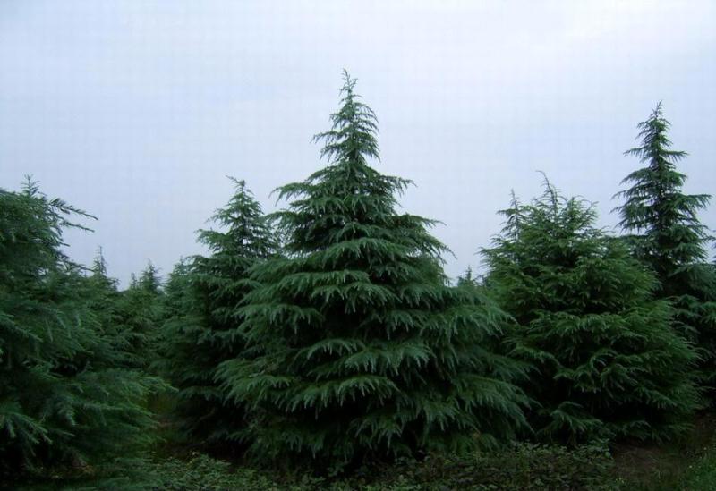 雪松白皮松自家苗圃优质雪松放心采购可视频看货