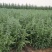 雪松1-7大量现货基地直供，免费开检疫。