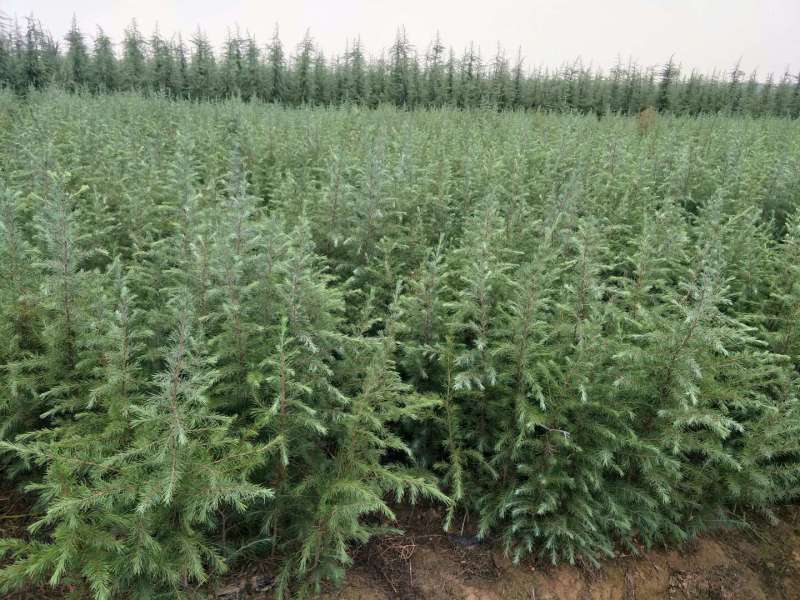 雪松1-7大量现货基地直供，免费开检疫。
