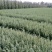 雪松1-7大量现货基地直供，免费开检疫。