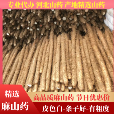 〖河北山药〗产地精选山药皮色白-条子好-有粗度现挖现发