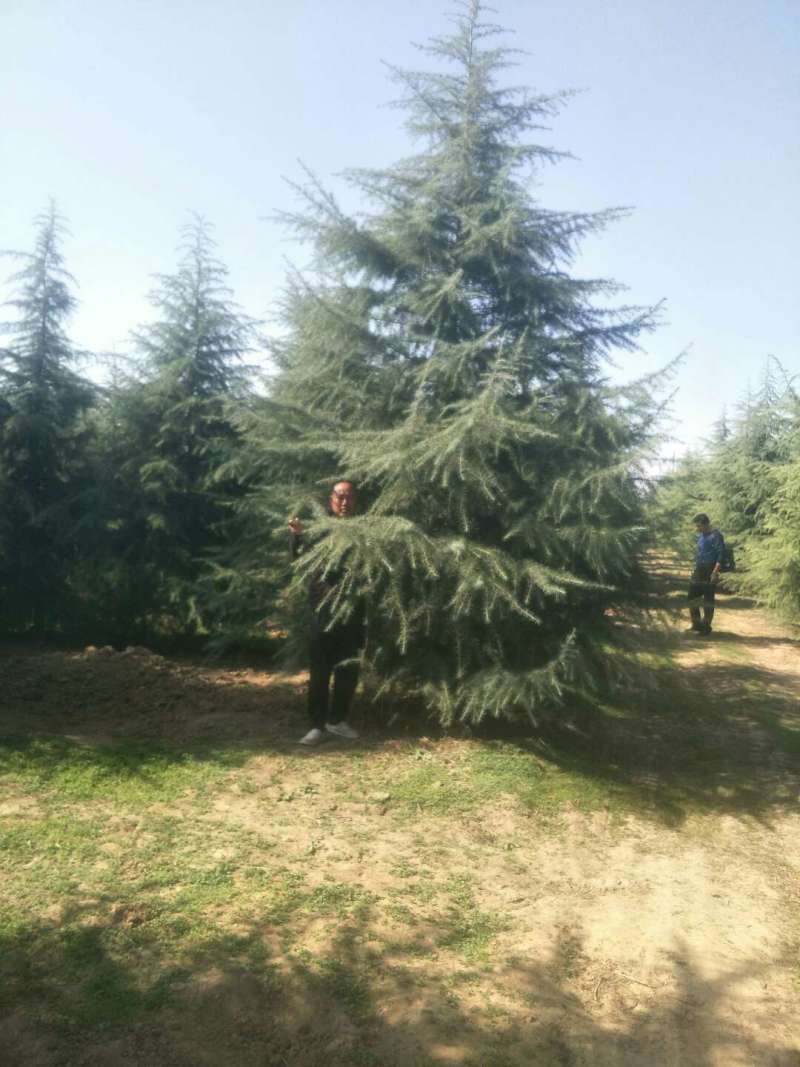 雪松白皮松自家苗圃优质雪松放心采购可视频看货