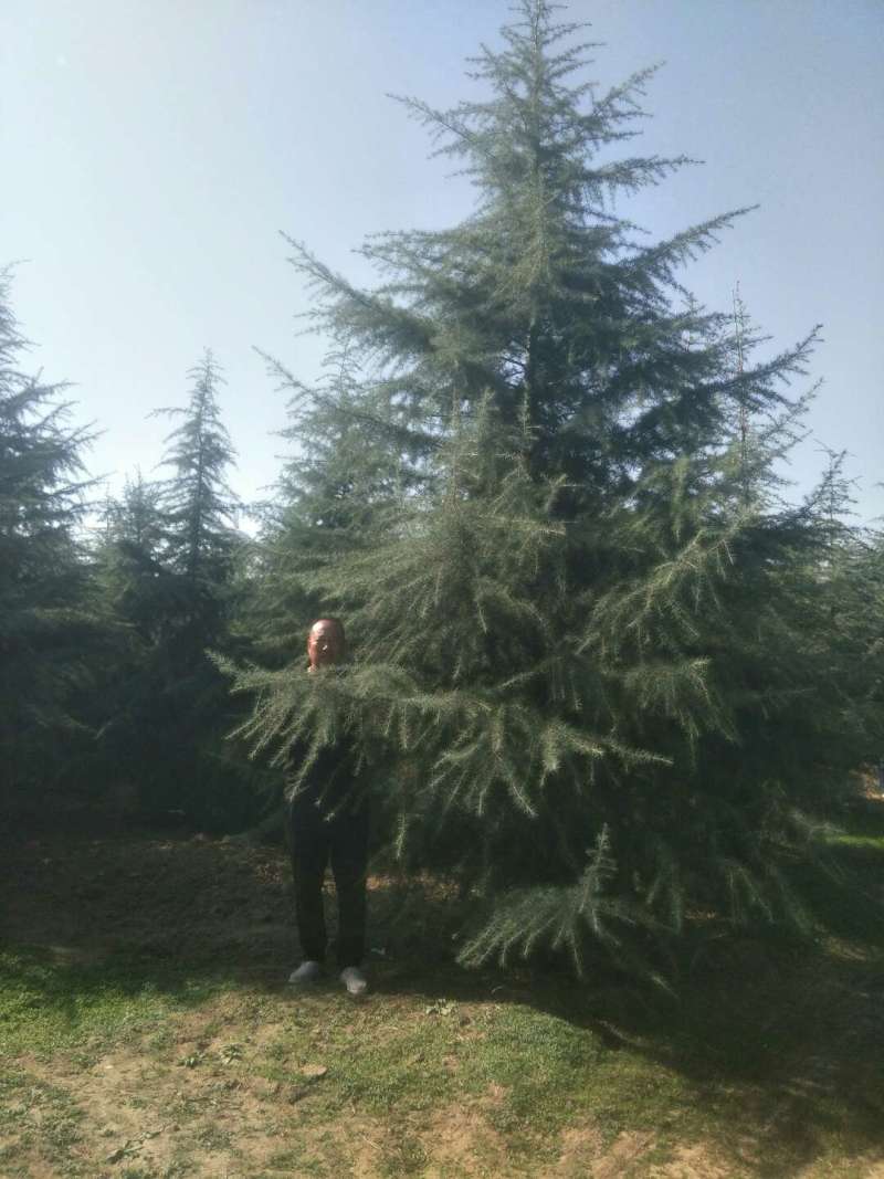 【好货推荐】雪松汝南雪松产地直达一条龙服务