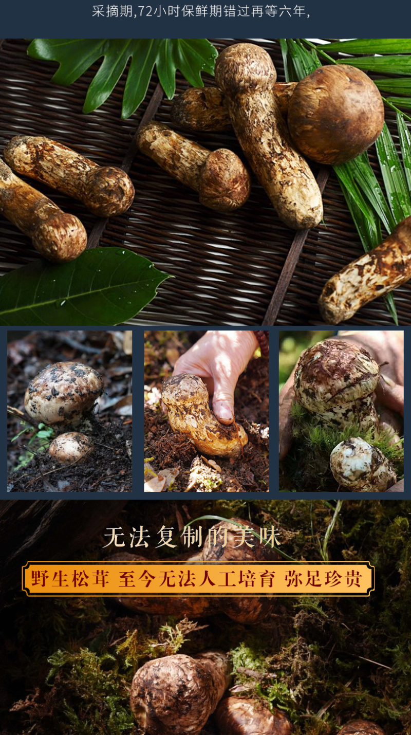 全国包邮云南精品野生菌FD冻干松茸